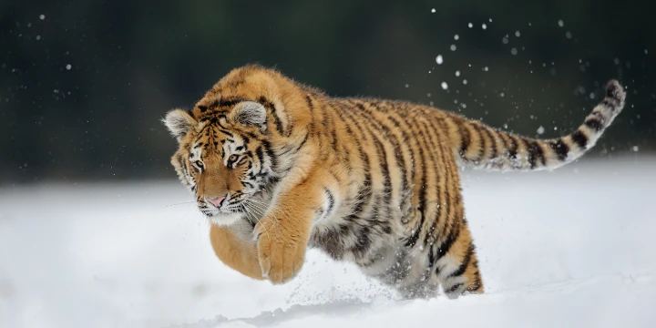 動物學 擺放在深色桌面上的繪畫工具,包括水彩顏料盤、插在瓶中的畫筆和調色板。