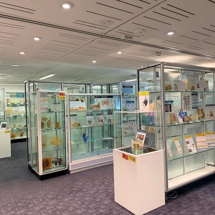 UNSW Museum of Human Disease